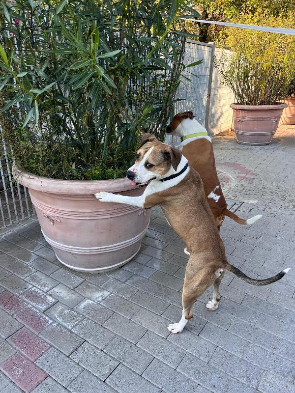 GODL E MAYA AMSTAFF Foto 6